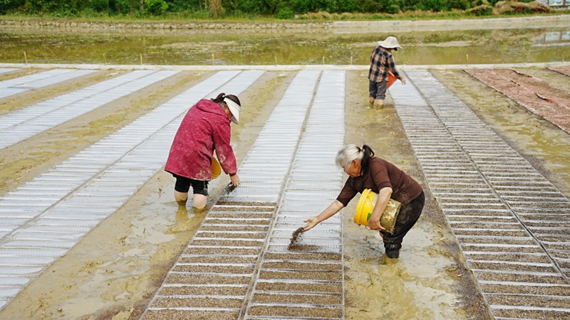 7、農戶在打理好的秧田撒基質。（周燕 攝）