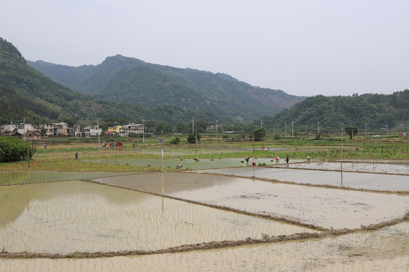 田間插秧忙.JPG