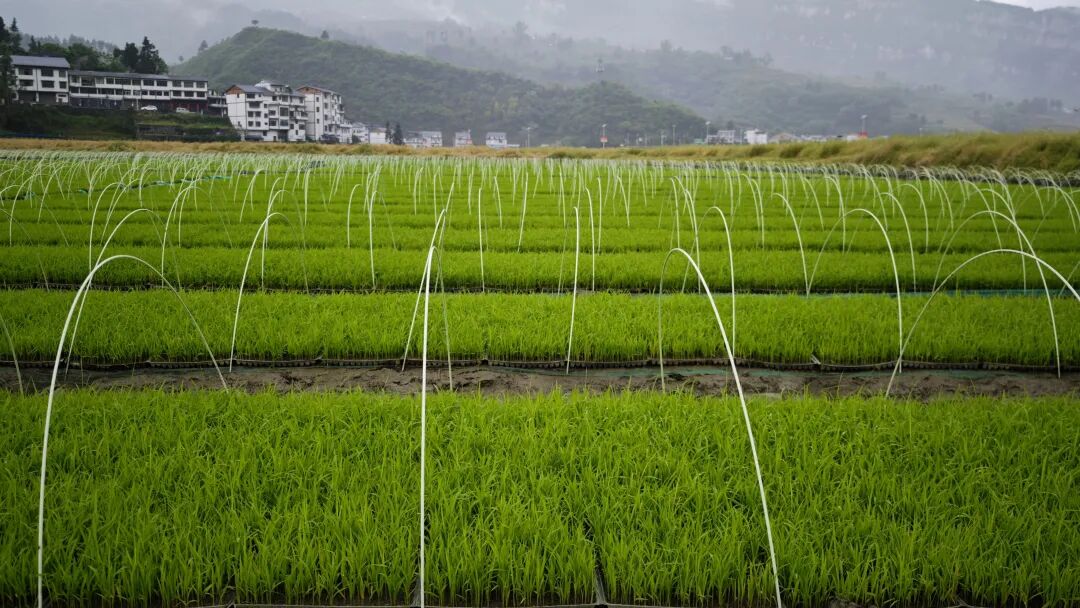 贵州桐梓:种植业稳中提质养殖业稳产增效(图4)