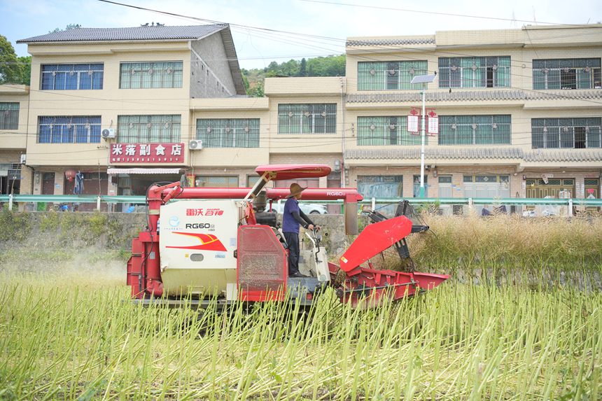 在茅坝镇官院坝区，农机手正在用联合收割机收割油菜 。