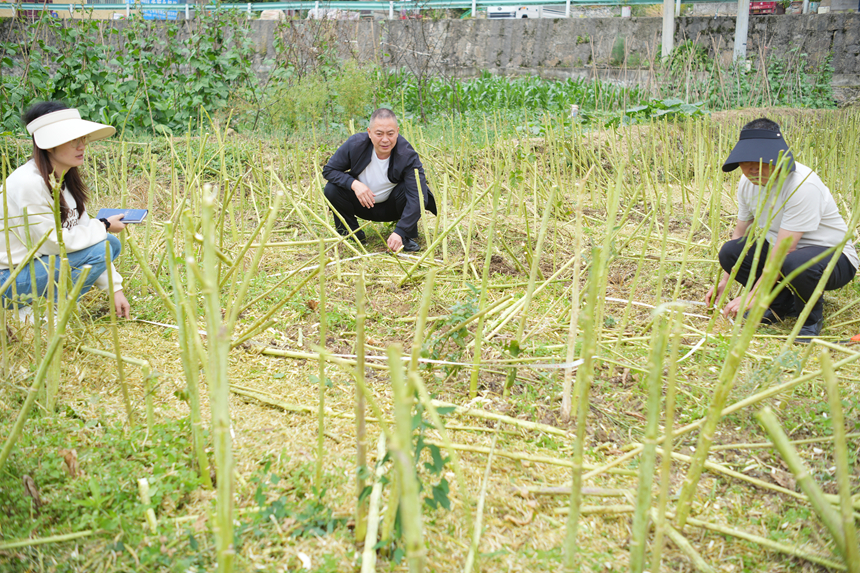 在茅坝镇官院坝区，市农业农村局工作人员正在进行实地测产。