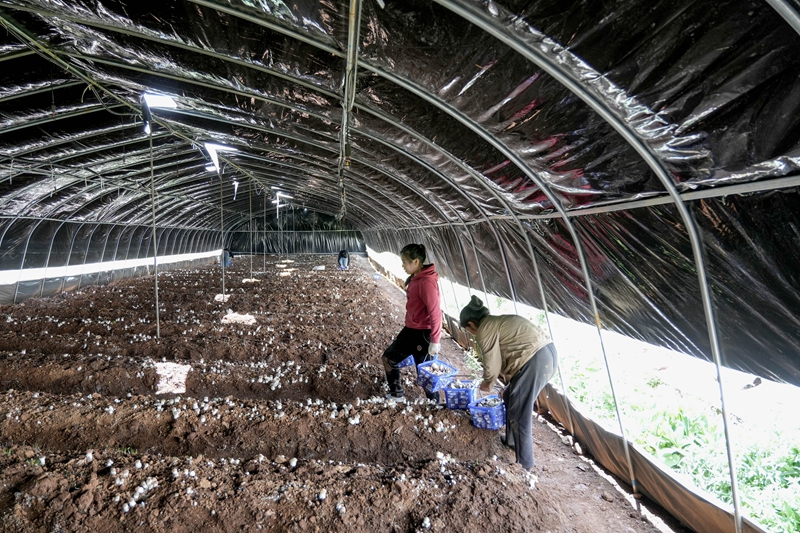 2026年5月14日，在麼站鎮平原社區赤鬆茸種植基地，務工群眾正將一筐筐飽滿鮮美的赤鬆茸搬運裝車。
