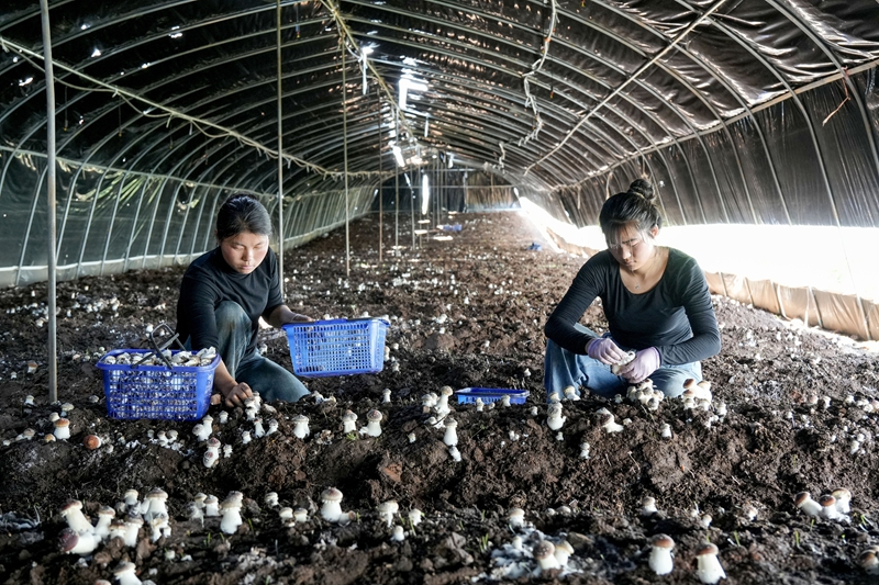 2026年5月14日，在麼站鎮平原社區赤鬆茸種植基地，務工群眾正在大棚內採收赤鬆茸。
