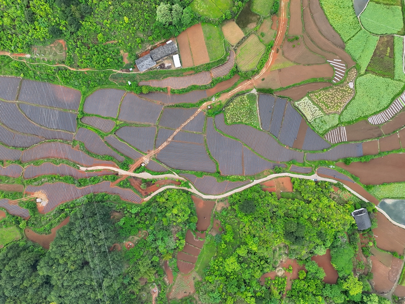 铜鼓村辣椒种植示范基地.jpg