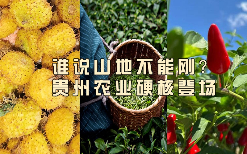 娄山观 | 谁说山地不能刚？贵州农业硬核登场