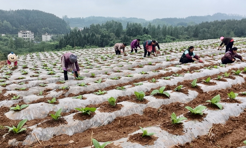 除草管護.jpg