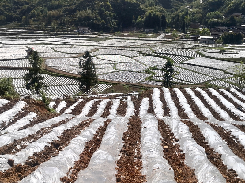 覆膜后.jpg