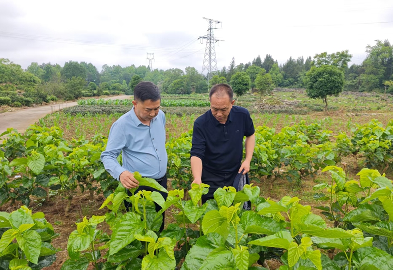 2、专家向桑农讲解桑园管护要点。