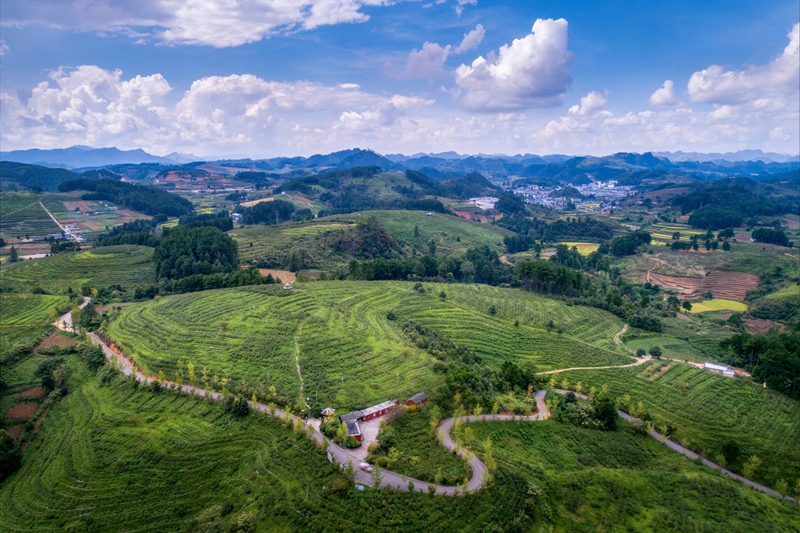 烏羊麻。麻江縣農業農村局供圖