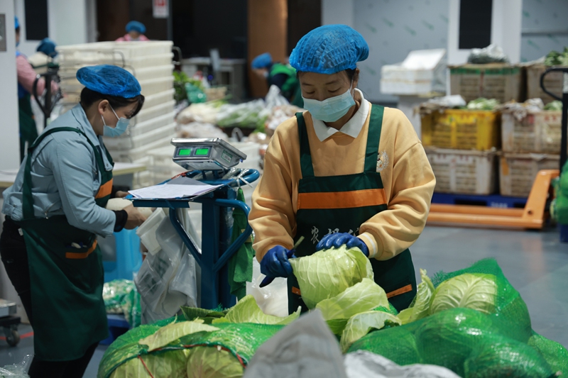 分揀工人正在對本地包菜進行初檢處理。張川 攝