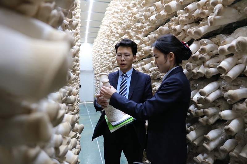 2-客戶經理調查菌菇產業