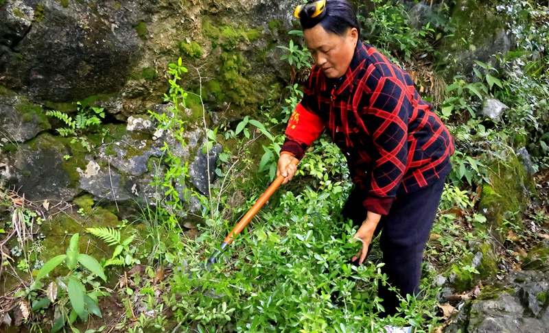 2 图为苏廷美清理巡山道路