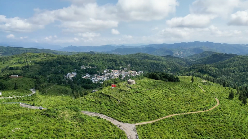 盘州市盘关镇贾西村刺梨产业基地.jpg