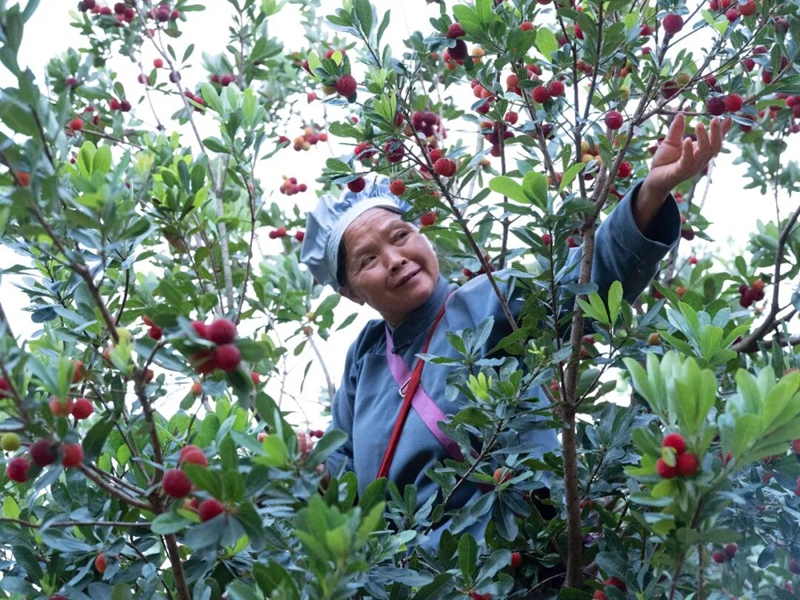 村民正在採摘楊梅.jpg