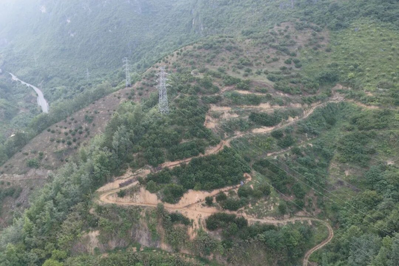 興隆村楊梅種植基地一角.jpg