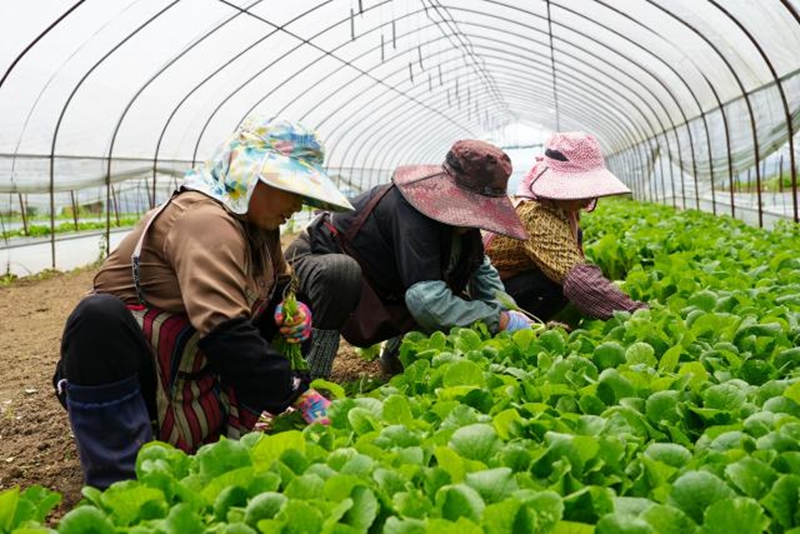 農戶正在採摘小白菜。陸勁鬆 攝.jpg