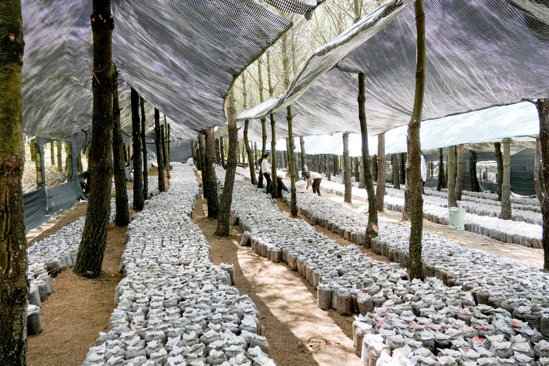 2026年5月19日，在雪山镇凉山村林下平菇种植基地，务工群众分散在林间，忙着接种菌种。