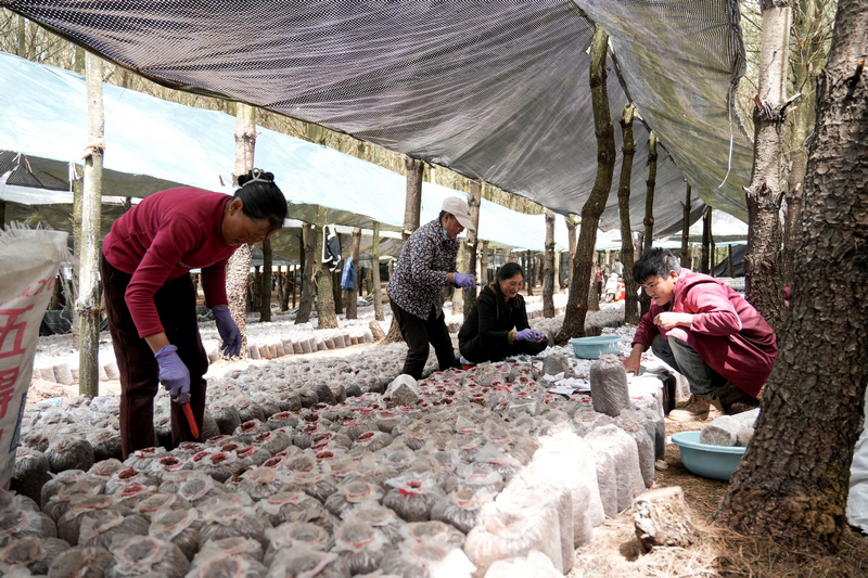 2026年5月19日，在雪山镇凉山村林下平菇种植基地，务工群众正在接种菌种。