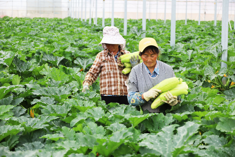 2026年5月18日，威宁自治县草海镇贵州鲜之源农业开发有限公司智慧大棚内，工人正在采摘西葫芦.