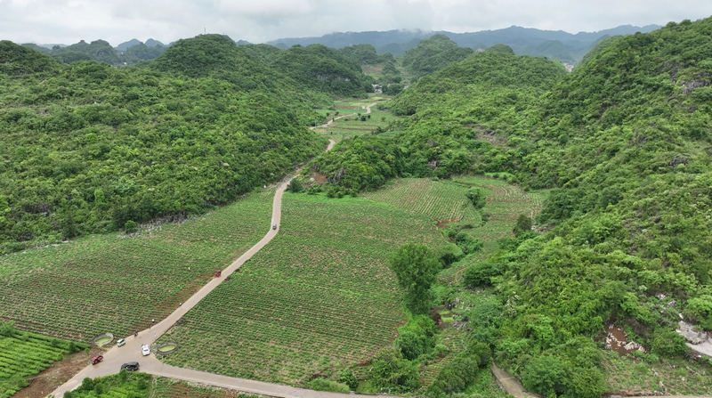 佛手瓜尖种植基地。