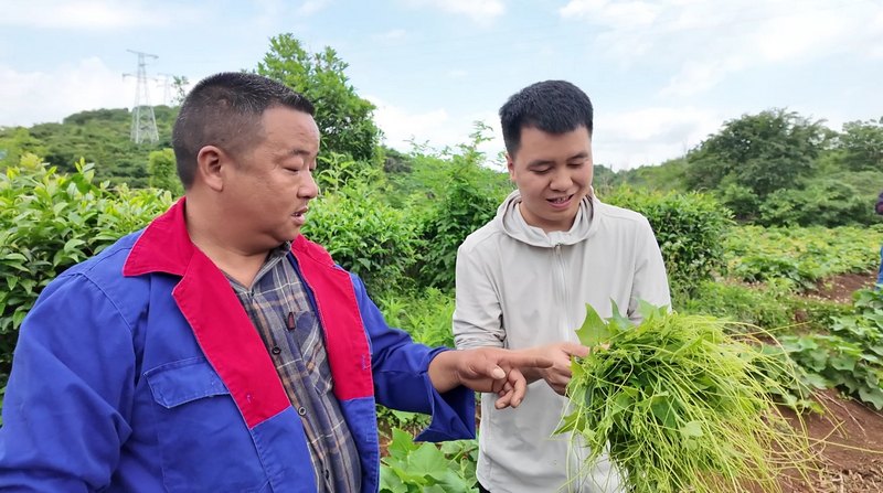 种植户采摘瓜尖。