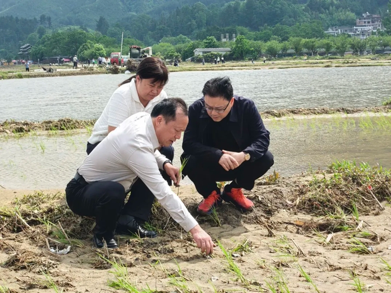 貴州省農科院科技服務隊赴貴定縣指導災后農業生產。