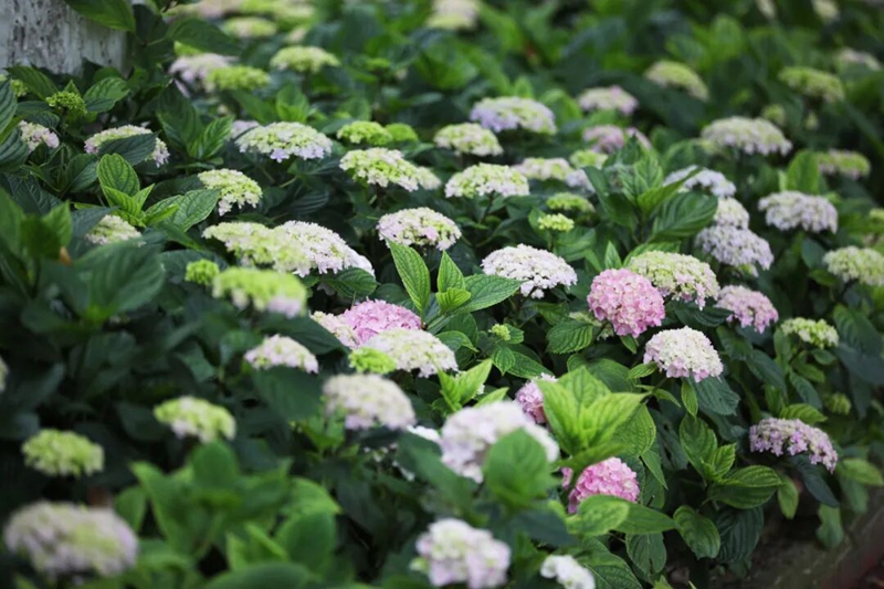 1 绣球花尽情绽放， 开启漫长花期。.jpg