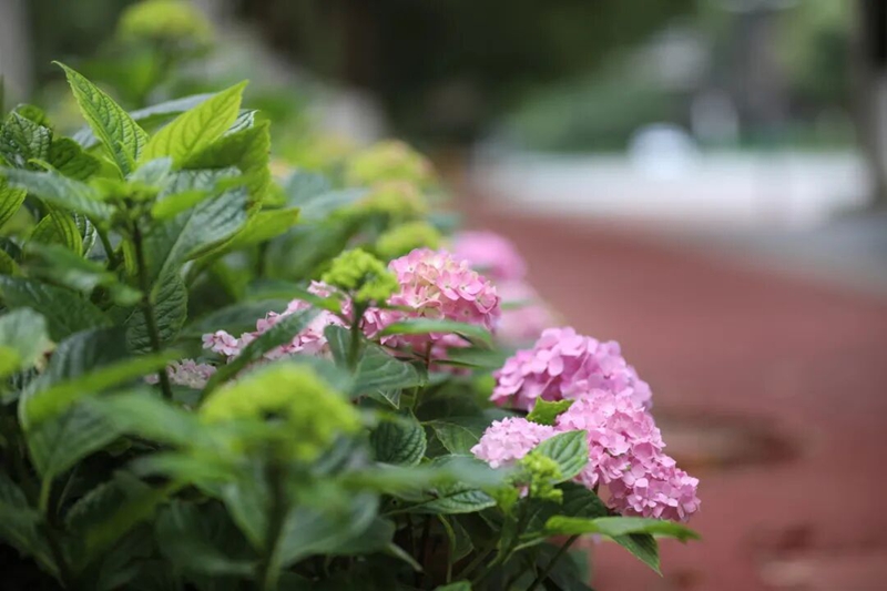 绣球花尽情绽放， 开启漫长花期。