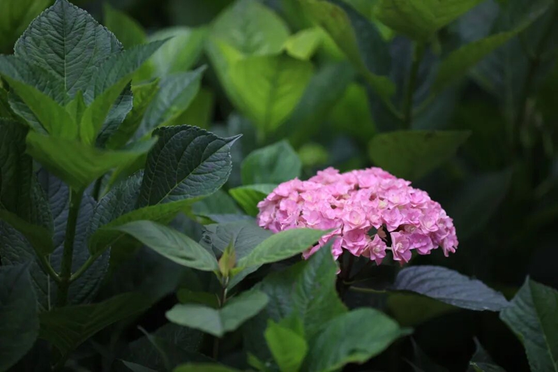 绣球花尽情绽放， 开启漫长花期。