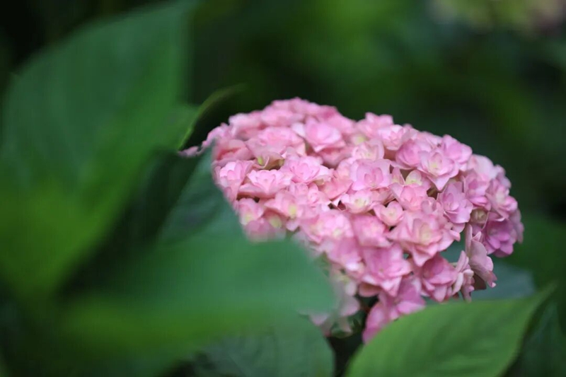 绣球花尽情绽放， 开启漫长花期。