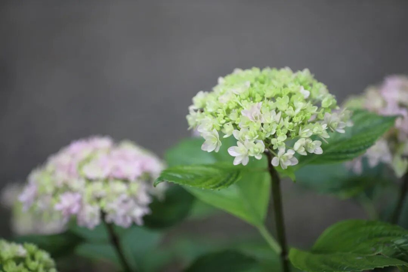 绣球花尽情绽放， 开启漫长花期。