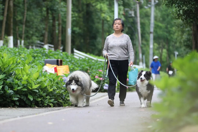 8 市民游客邂逅浪漫绣球花。.jpg