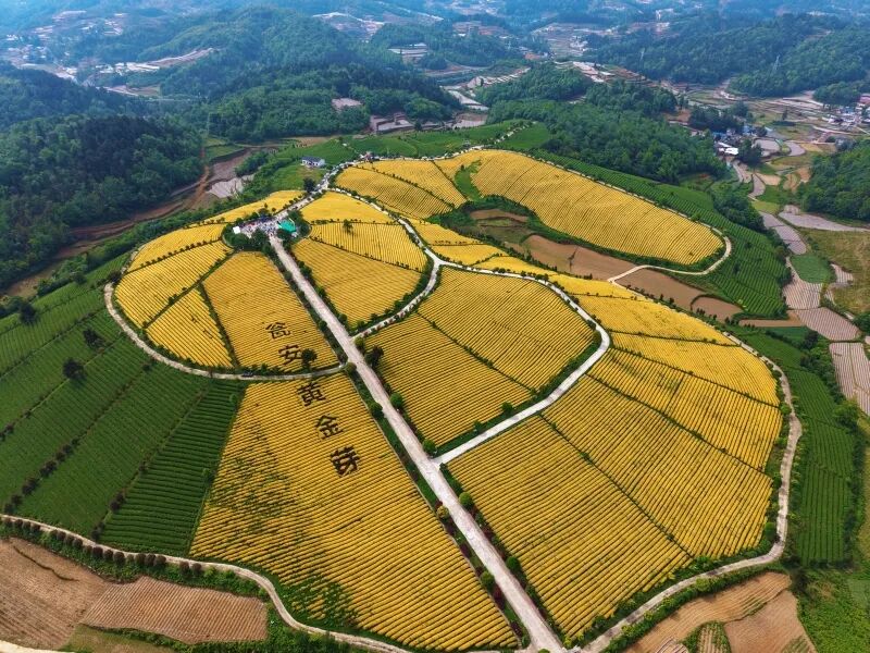 貴州瓮安鑫產園茶業有限公司茶葉基地。.jpeg
