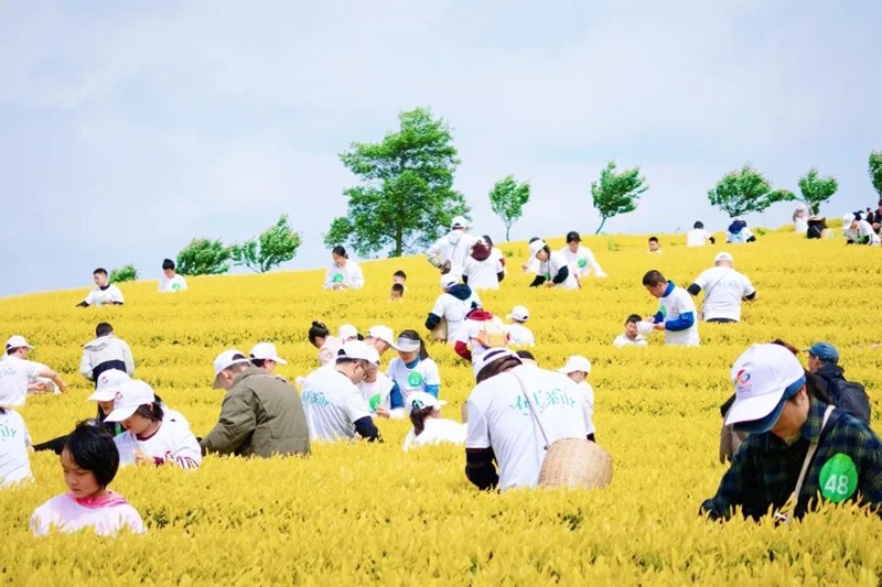 2 圖為瓮安縣2026“茶山迎客·春韻初見”茶文化體驗活動。.jpg