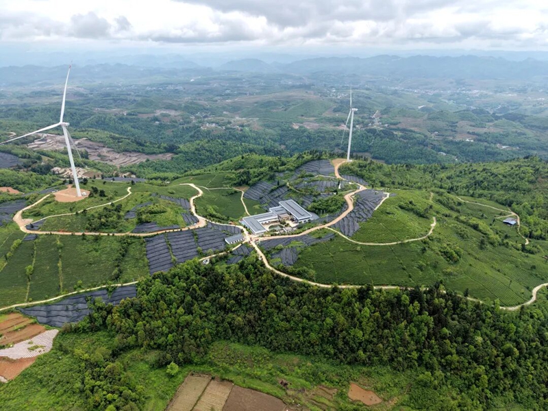 瓮安縣珠藏鎮羊關村碾茶種植基地。.jpg