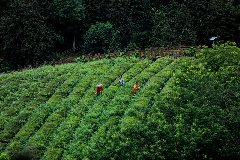 圖為茶農在茶地裡人工除雜草
