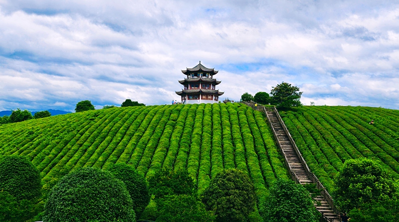圖為黎平縣高屯街道桂花台茶園