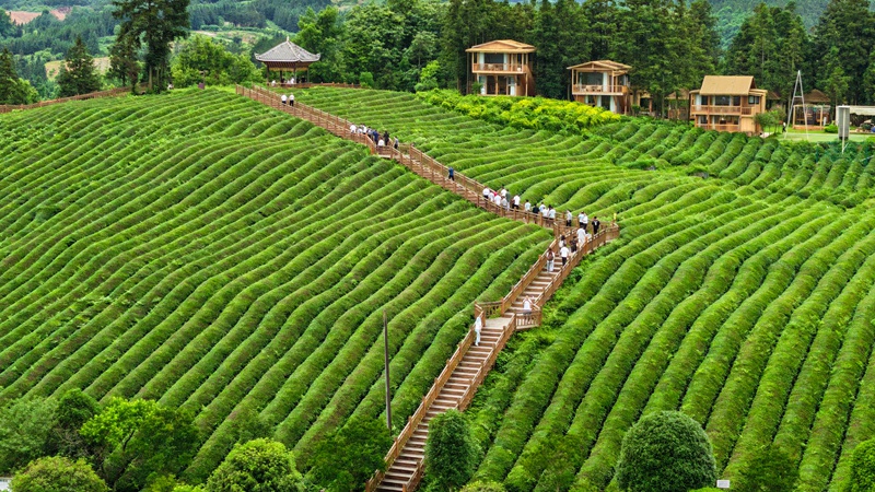 圖為游人在黎平縣高屯街道桂花台茶園觀光