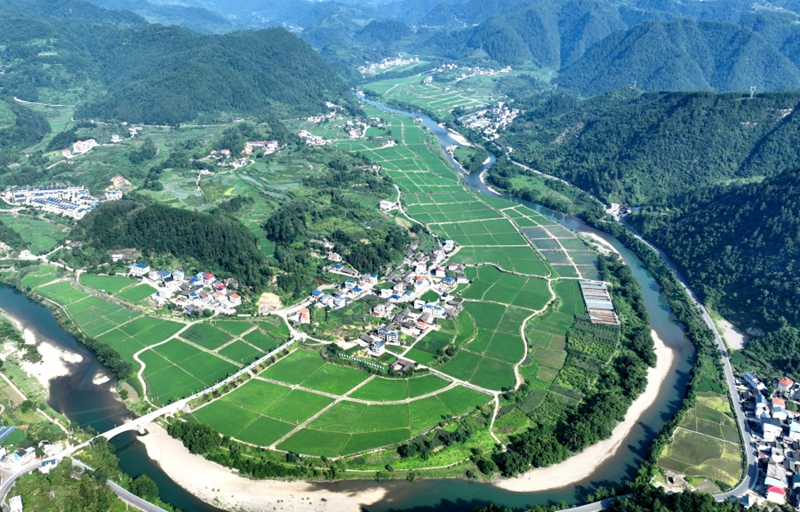 注溪鎮周坪村,水稻制種基地與漂亮民居相映成景。（萬再祥 攝）.JPG