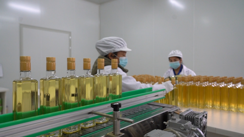 油茶加工。楊文凱 攝