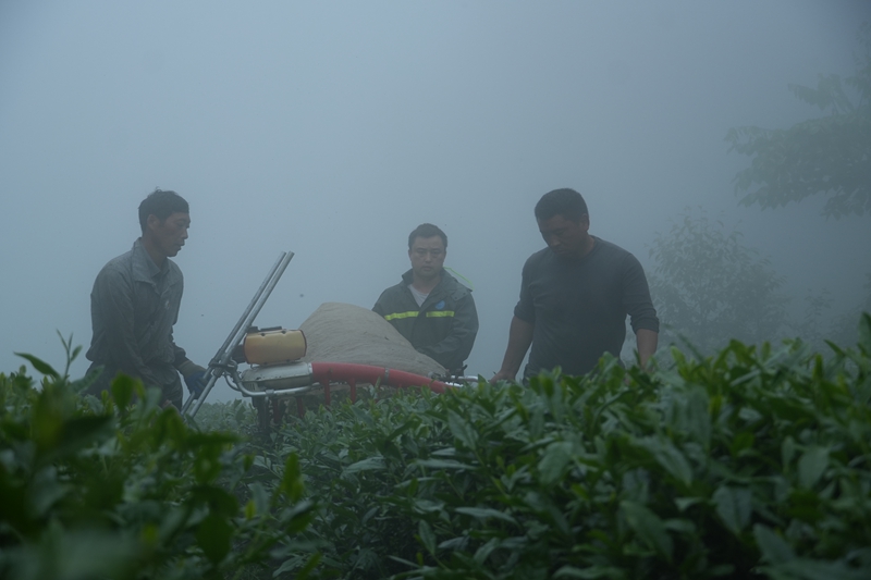 采摘高山云雾茶（杨亚旭 摄）.JPG