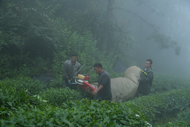 碾茶采收（杨亚旭 摄）.JPG