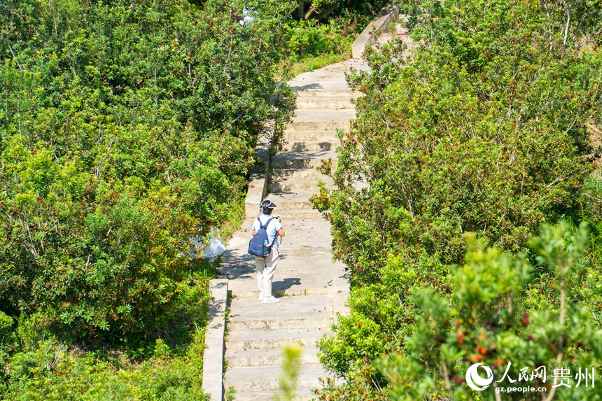 漫山遍野的杨梅树上挂满圆润饱满、色泽莹润的果实。人民网 阳茜摄