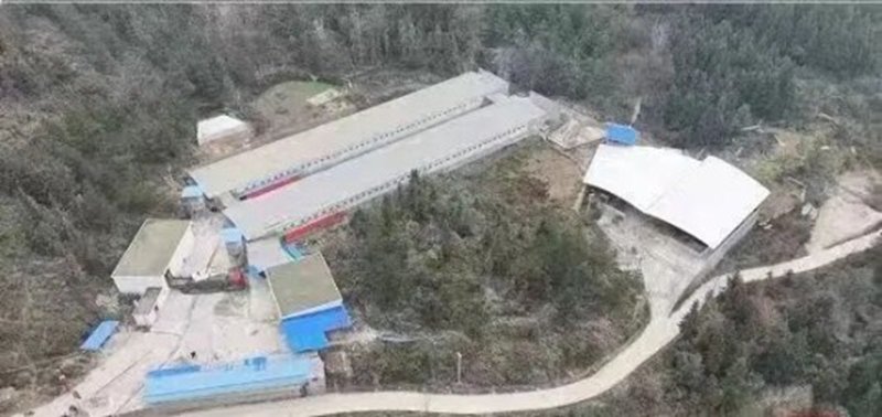 蛋鸡养殖场.jpg