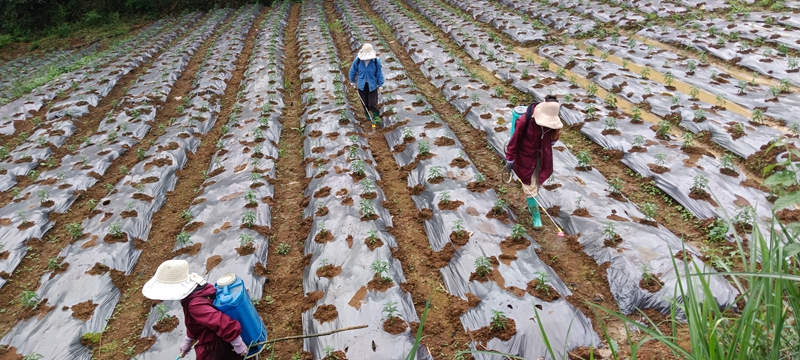 村民们抢季节正忙于给辣椒喷洒提苗肥.jpg