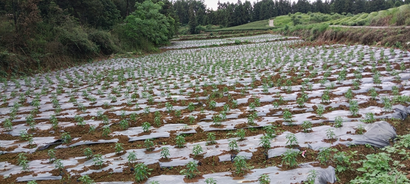 基地里一株株辣椒苗长势喜人，丰收在望.jpg