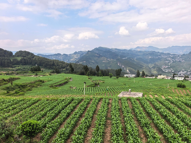 千畝高粱長勢喜人，層層綠意鋪滿山野。謝永恆 攝.jpg