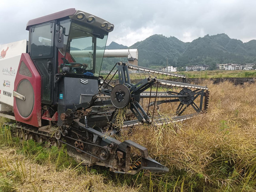機械化搶收 油玉輪作促增收。