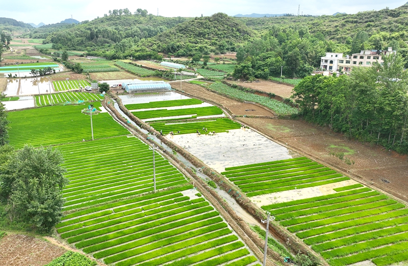 清镇市卫城镇犀牛村水稻集中育秧基地。代胜强摄