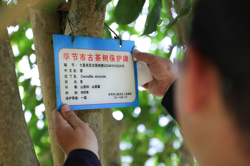 太極村副主任趙海洋正在擦拭古茶樹的“身份証”。 廖槐花 攝 
